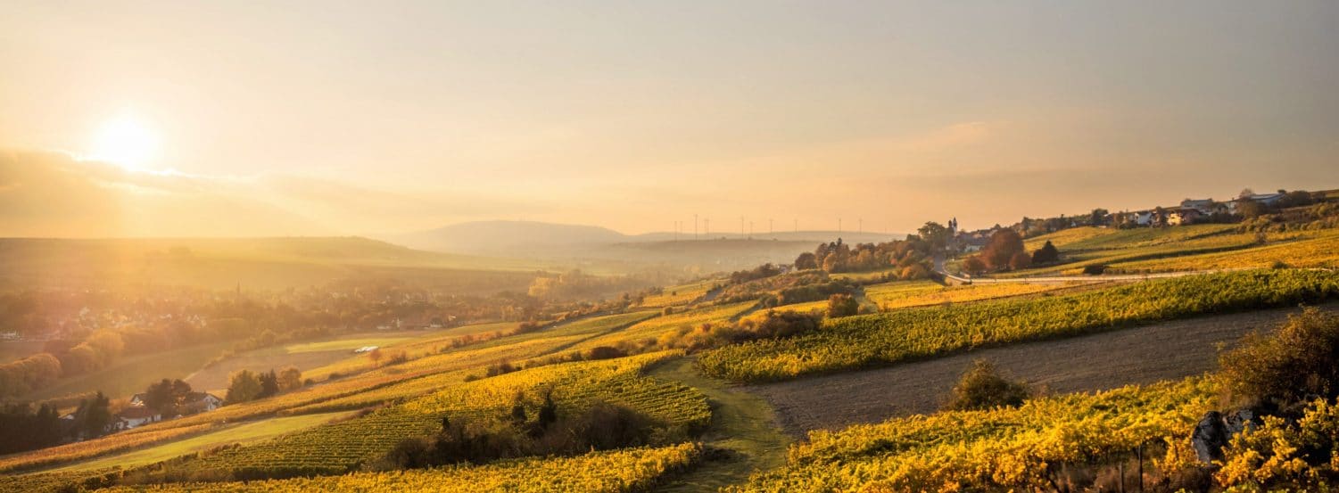 Bacchus Alle Infos Zur Rebsorte Wine Stories De